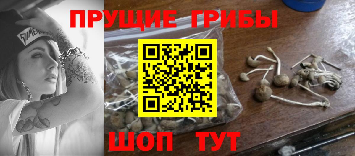 Псилоцибиновые грибы Psilocybine cubensis  Вход с VPN  Скопин 